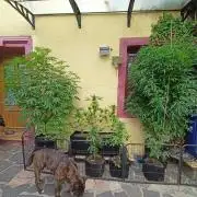 OUT 26/ New/ Full Throttle Sensi Seeds