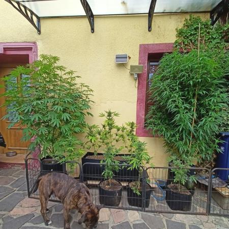 OUT 26/ New/ Full Throttle Sensi Seeds