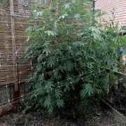 Outdoor 26// Alpskush- Swisscannabinoid