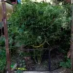 OUTDOOR 25 - the beloved Honey Cream