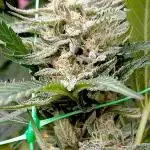OUTDOOR 25 - the beloved Honey Cream