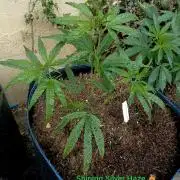 OUT 26// Shining Silver Haze/ Autopot