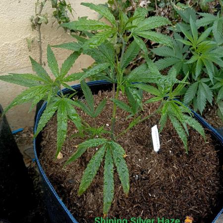 OUT 26// Shining Silver Haze/ Autopot