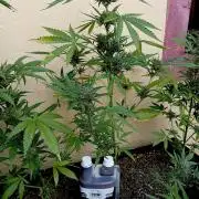 OUT26/NEW/ SPACE TUNNELS- Sensi Seeds