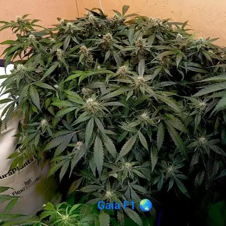 Gaia F1 /7 Autopot// Biotabs