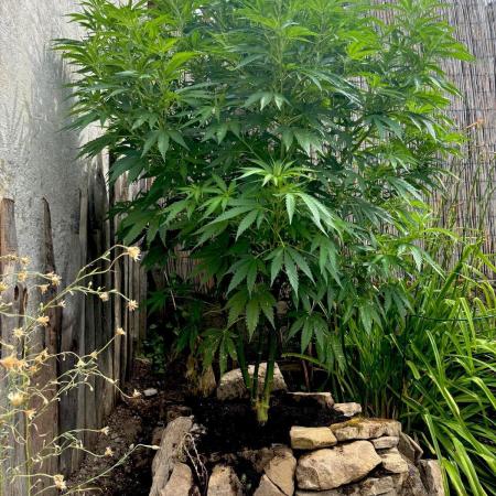 OUTDOOR 25 - the beloved Honey Cream