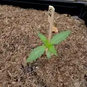 OUT26 //C4- Automatic// SensiSeeds