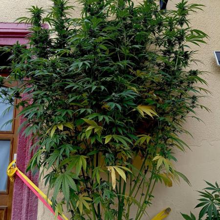 OUT26/NEW/ RED BOTTOMS- Sensi Seeds