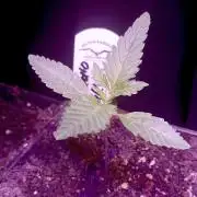 Dutch Passion Growing Competition 2026 B
