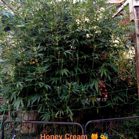 OUTDOOR 25 - the beloved Honey Cream