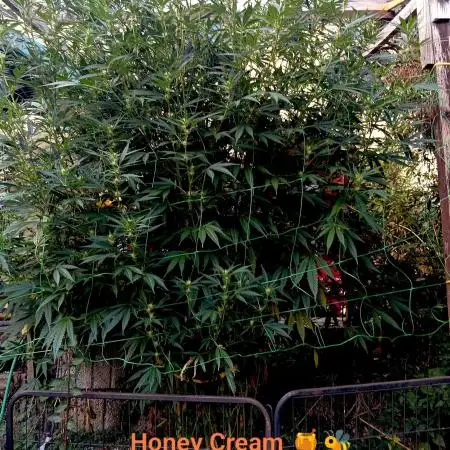 OUTDOOR 25 - the beloved Honey Cream