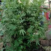 Outdoor 26// Hippieweed +Honey Cream
