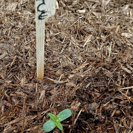 OUT26/NEW/ SPACE TUNNELS- Sensi Seeds