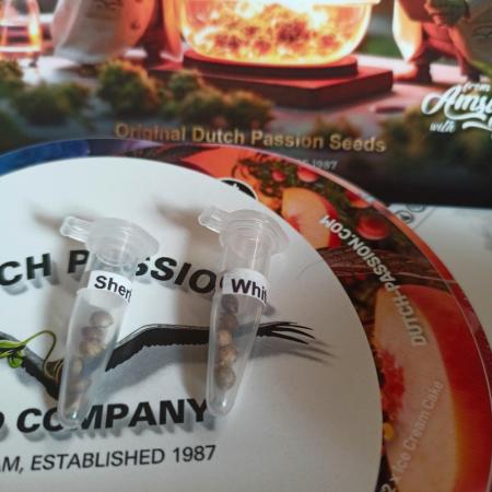 Dutch Passion Growing Competition 2026 A