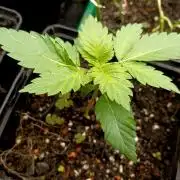 Permanent Bluez -Biotabs - Autopot