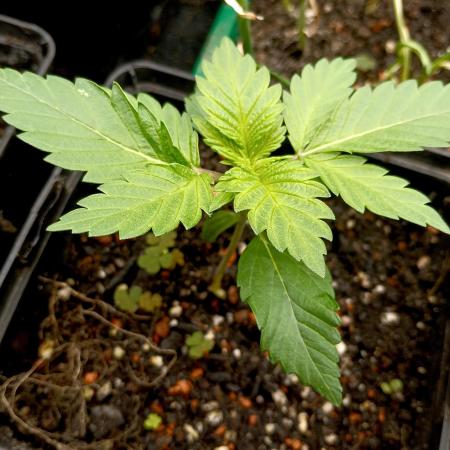 Permanent Bluez -Biotabs - Autopot