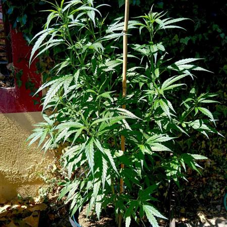 OUT 26// Shining Silver Haze/ Autopot