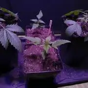 Delicious Blue Northern Light