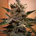Toffee Pudding Auto// Puraplants- Autopot