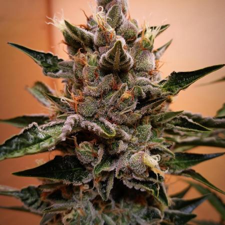 Toffee Pudding Auto// Puraplants- Autopot