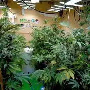 Autopot+Biotabs vs. Photoperiods #2026/2