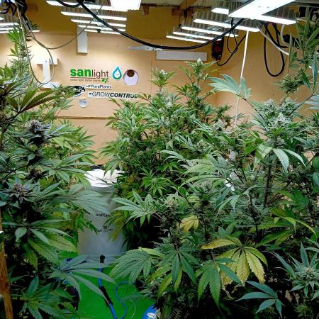 Autopot+Biotabs vs. Photoperiods #2026/2