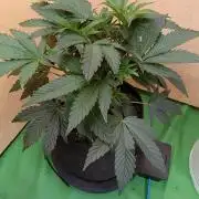 Autopot+Biotabs vs. Photoperiods #2026/1