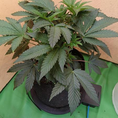 Autopot+Biotabs vs. Photoperiods #2026/1