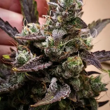 Toffee Pudding Auto// Puraplants- Autopot