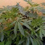 Autopot+Biotabs vs. Photoperiods #2026/3
