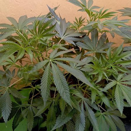 Autopot+Biotabs vs. Photoperiods #2026/3