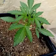 OUT26 //C4- Automatic// SensiSeeds
