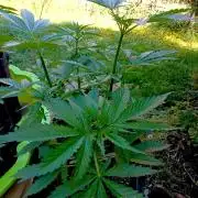 Outdoor 26// Hippieweed +Honey Cream