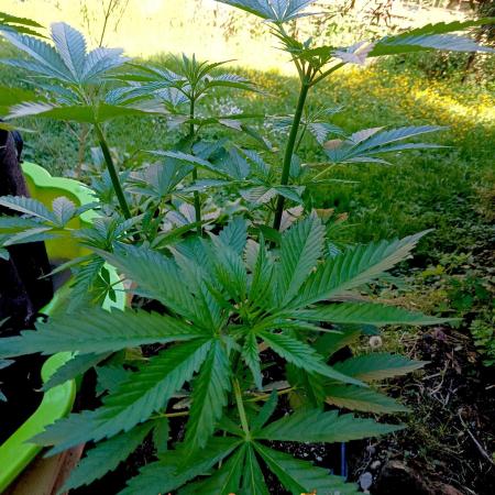 Outdoor 26// Hippieweed +Honey Cream
