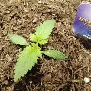 urban Chili vs "Sticky Broccoli "