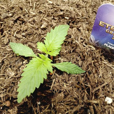 urban Chili vs "Sticky Broccoli "