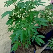 OUT26/NEW/ RED BOTTOMS- Sensi Seeds