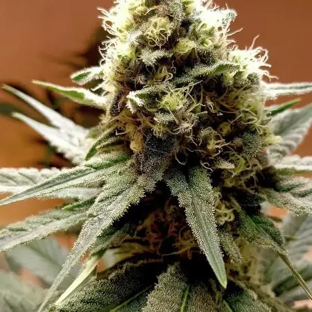 Autopot+Biotabs vs. Photoperiods #1