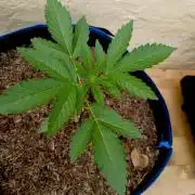 OUT26/NEW/ RED BOTTOMS- Sensi Seeds