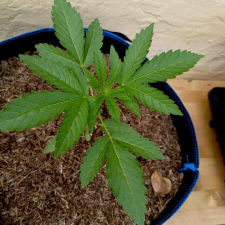 OUT26/NEW/ RED BOTTOMS- Sensi Seeds