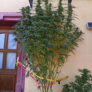 OUT26/NEW/ RED BOTTOMS- Sensi Seeds