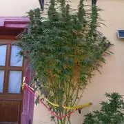 OUT26/NEW/ RED BOTTOMS- Sensi Seeds