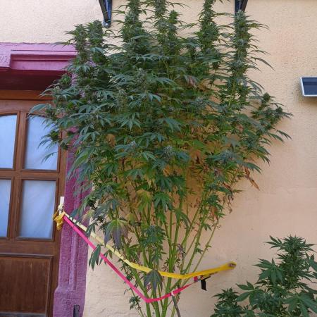 OUT26/NEW/ RED BOTTOMS- Sensi Seeds