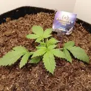 urban Chili vs "Sticky Broccoli "