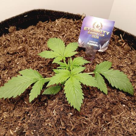 urban Chili vs "Sticky Broccoli "