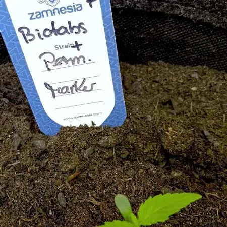Autopot+Biotabs vs. Photoperiods #4