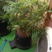 RQS Clones- VS. Autopot+Biotabs