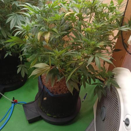 RQS Clones- VS. Autopot+Biotabs