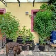 OUT26 //C4- Automatic// SensiSeeds