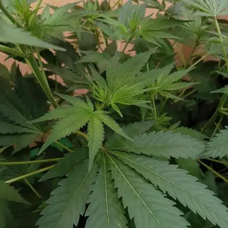 Autopot+Biotabs vs. Photoperiods #2